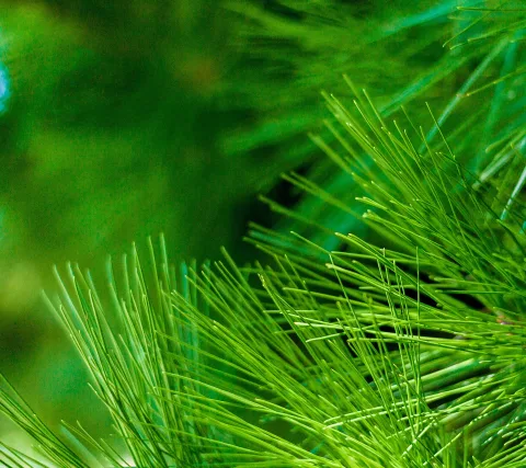 Sharp Aquos Z3